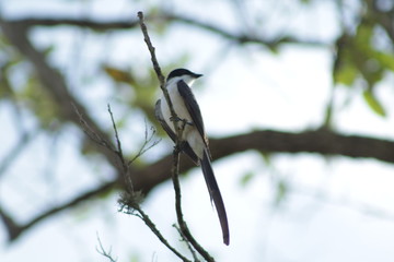 bird on a branch