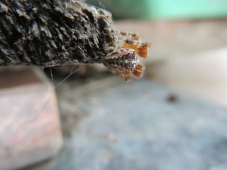 Araneus diadematus  