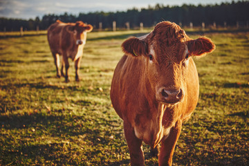 cows on a pasture, sunset, limousine