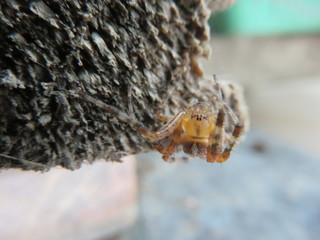 Araneus diadematus  