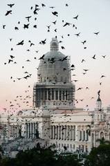Hundreds of birds wake up in the central park and fly towards the neighboring buildings of havana capitol