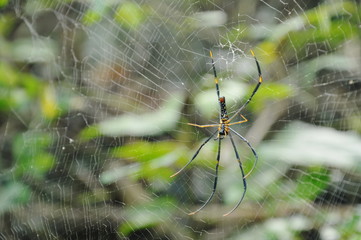 batik golden spider crawling on net waiting for victims in forest