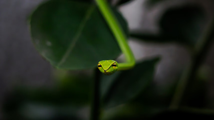 Green snake in the tree,Its green skin of camouflage nature to dodge the enemy to survive. Concept Adaptation to survival in society.