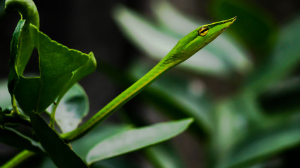 Green snake in the tree,Its green skin of camouflage nature to dodge the enemy to survive. Concept Adaptation to survival in society. © phitak