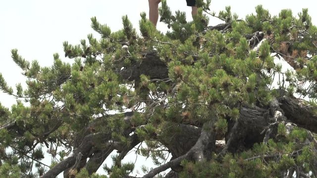 Young man with long hair standing on the top of pine tree at the mountain area of Cyprus, top of the world, vertical panorama