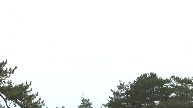 Young man with long hair standing on the top of pine tree at the mountain area of Cyprus, top of the world, horizontal panorama