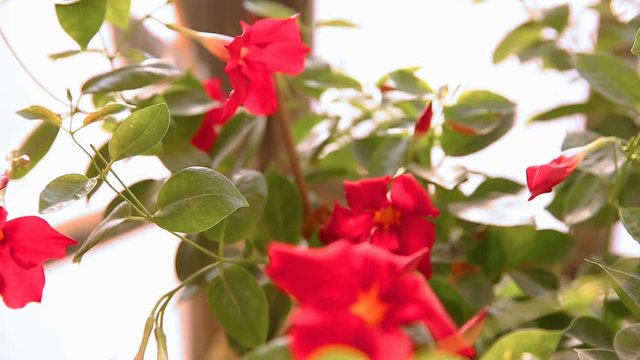 Moving focus front from to back on red mandevilla flowers