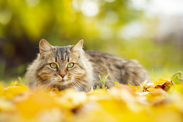 portrait of a beautiful fluffy cat lying on the fallen yellow foliage, pet walking on nature in the autumn