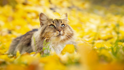 portrait of a beautiful fluffy cat lying on the fallen yellow foliage, pet walking on nature in the...
