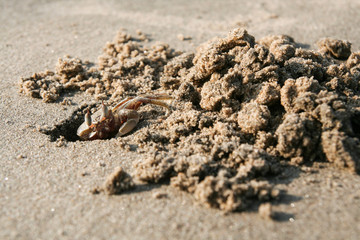 Crab digging hole in sand at beach in India