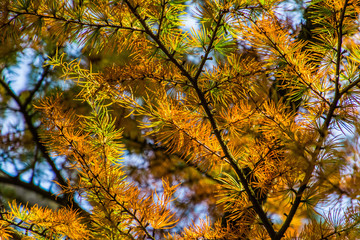 181023 - Düsseldorf - Herbst im Volksgarten