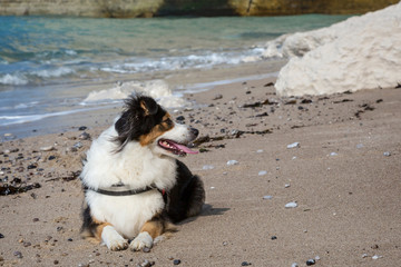 Chienne berger australien sur la plage