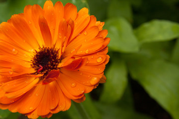 Beautiful colorful calendula flower