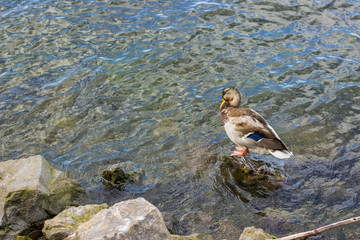 duck stay on stones on river shore line outdoor park environment