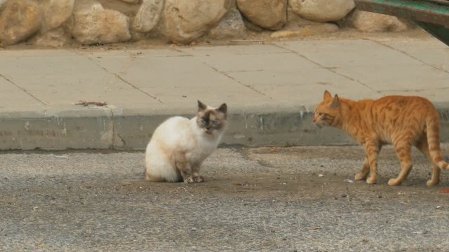 Purebred Siamese cat lost and frightened sitting on the street near to the garbage can and a homeless red cat coming to meet her