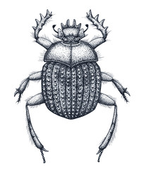 Sacred beetle of scarabs tattoo art. Dot work tattoo. Insect. Symbol of eternal life, resurrection, revival