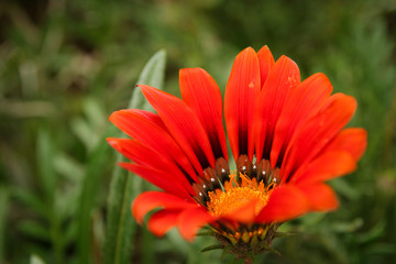 Beautiful colorful flower close-up