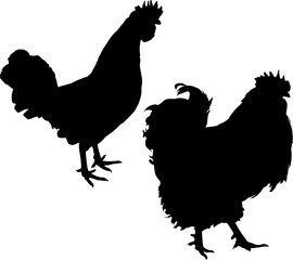 two roosters silhouettes on white