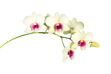 orchid flower in garden