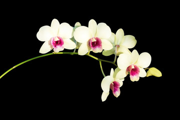 Naklejka na ściany i meble orchid flower in garden