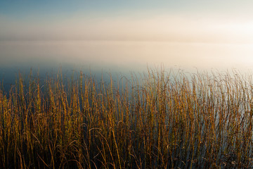 Reeds in lake at dawn