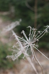 Wenn das Leben einer Pflanze endet