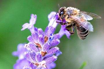 bee