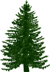 large fir green silhouette isolated on white