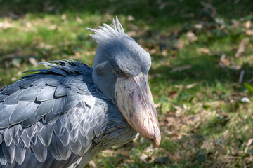 Schuhschnabel Portrait