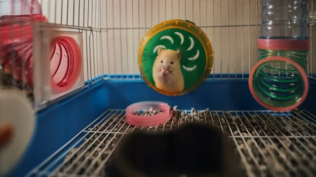 A small syrian hamster walking on the wheel in a cage.
Syrian hamster washing himself after meal.