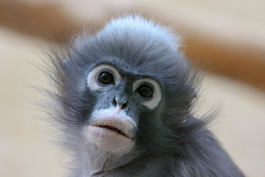  Äffchen Bilder – Durchsuchen 1,666 Archivfotos, Vektorgrafiken und Motiv 