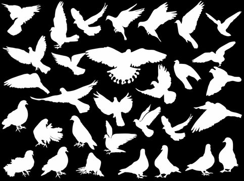thirty one white pigeon collection isolated on black