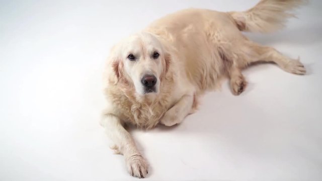 cute dog - portrait of a beautiful golden retriever on white background