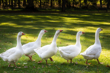 Gänseparade