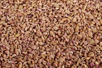 top view of Ajwain Also Know as Ajowan, Caraway or Trachyspermum Ammi