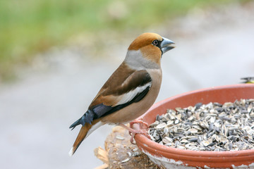 Kernbeisser Männchen bei Mahlzeit