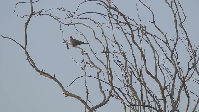 Ringed turtledove sitting on a dry tree