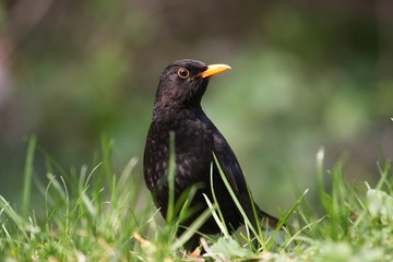 Fototapeta premium Amsel auf Wiese hält Ausschau