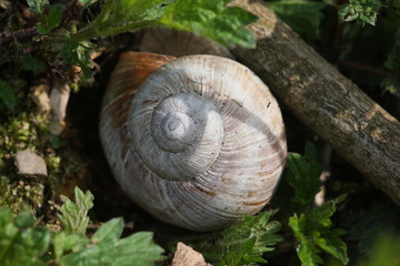 Schneckenhaus verlassen im Wald