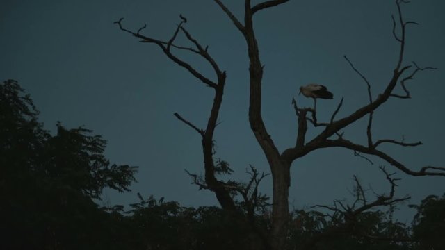 White stork on a dry branch prepering himself for night