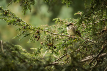 bird on branch