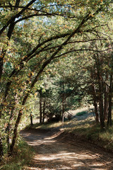 Beautiful autumn forest with colourful warm leafs
