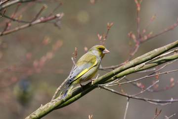 Grünfink mit wunderschönem Federkleid