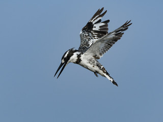 Pied Kingfisher Closeup Portrait in Flight on Blue Sky
