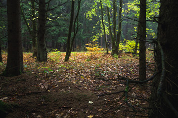 Kleiner Bunter heller Wald im Herbst