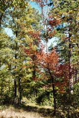 Beautiful autumn forest with colourful warm leafs