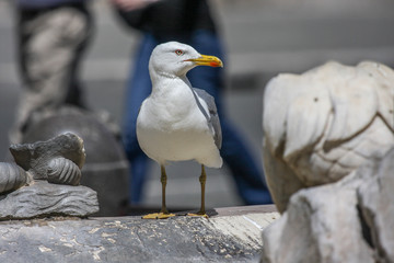 Möwe mitten in Rom geniesst den Trubel