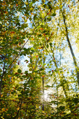 Beautiful autumn forest with colourful warm leafs
