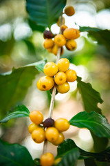 Coffee beans on tree in farm