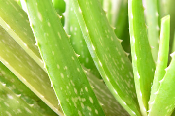 aloe vera stem, macro, close up